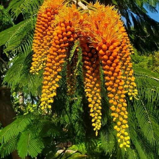 Colvillea racemosa Lorea