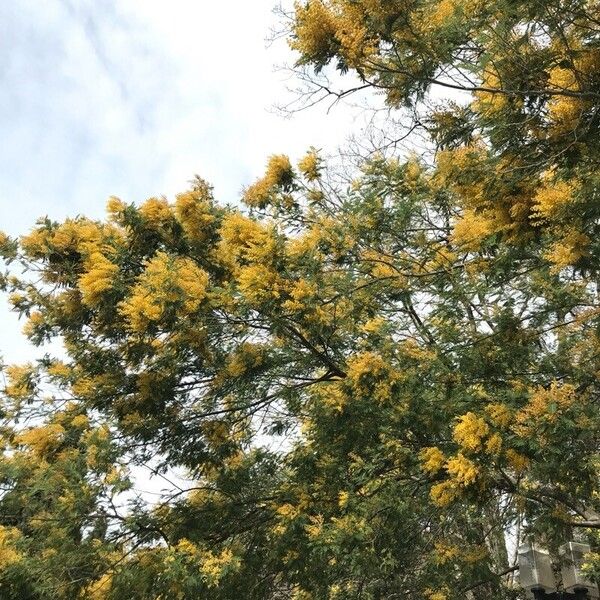 Acacia dealbata Blodyn