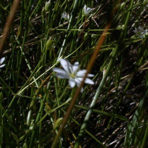 Stellaria longipes आदत