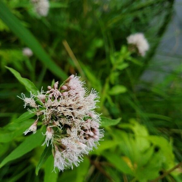 Eupatorium cannabinum फूल