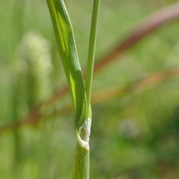 Phalaris minor Rinde