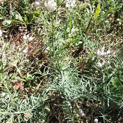 Linaria repens Habit