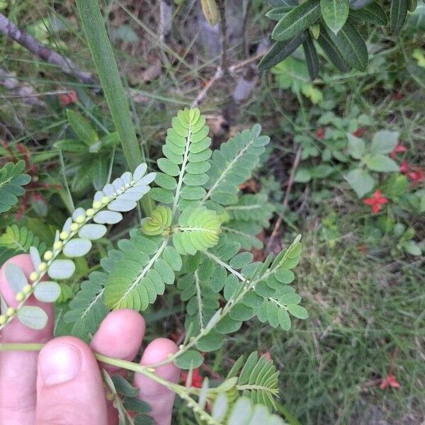 Phyllanthus urinaria Blad