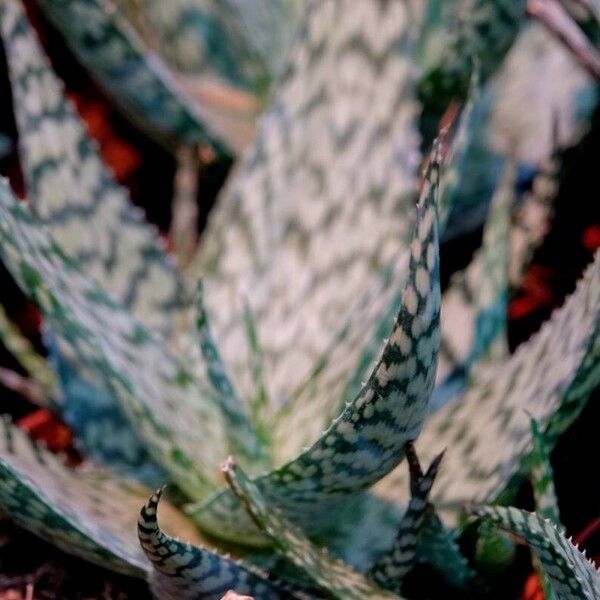 Aloe rauhii Лист