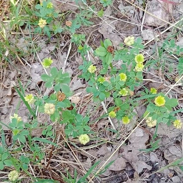 Trifolium campestre Elinympäristö