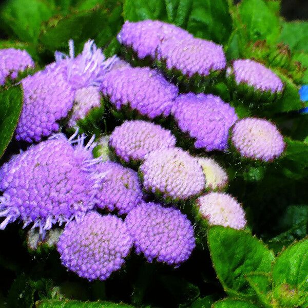 Ageratum houstonianum Flower