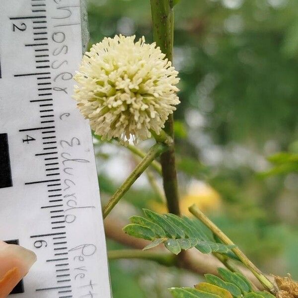 Leucaena leucocephala ফুল