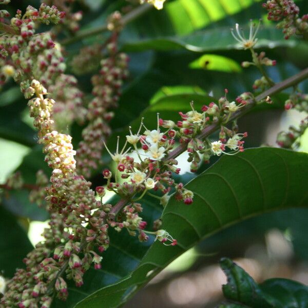 Pometia pinnata Цвят