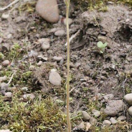 Micranthes virginiensis Hábitos