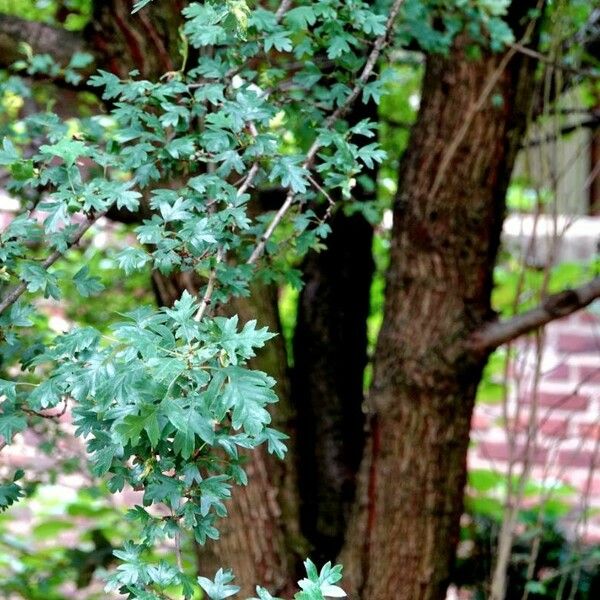 Crataegus x subsphaerica Habit