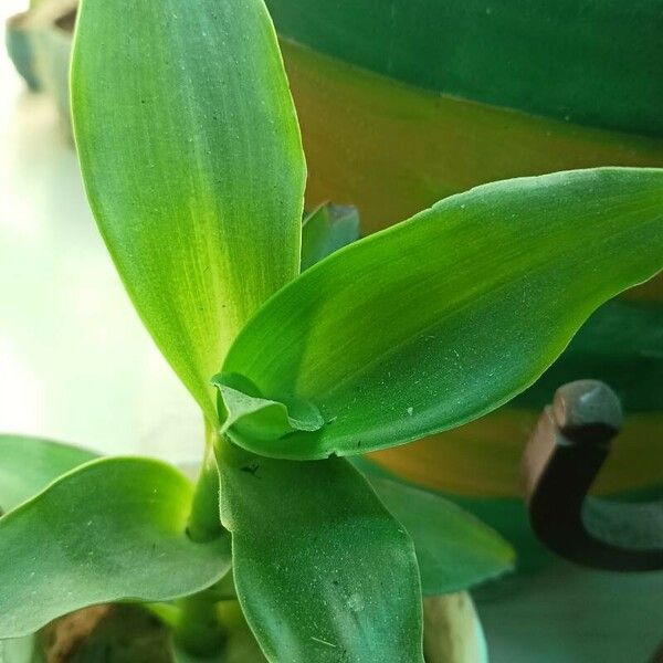 Callisia fragrans Lehti