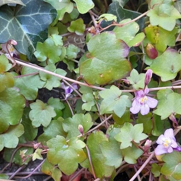 Cymbalaria muralis Leaf