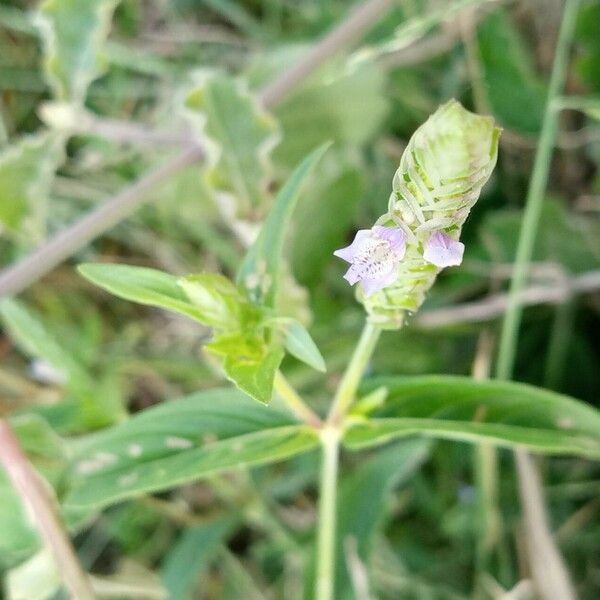 Rungia repens Flower