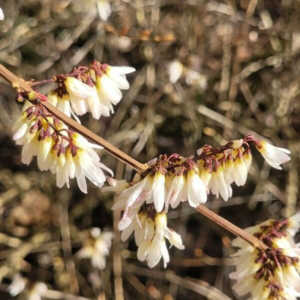 Abeliophyllum distichum പുഷ്പം