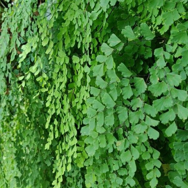 Adiantum raddianum Folha