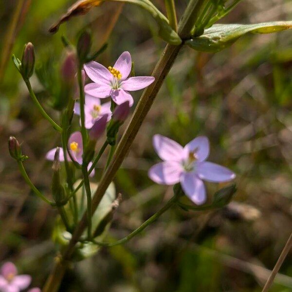 Centaurium erythraea പുഷ്പം