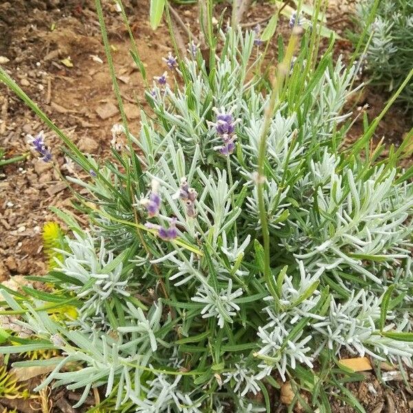 Observación: Lavandula angustifolia Mill. (Shiva Moqan 1 de jul. de 2021)  Flora mundial - Pl@ntNet identify