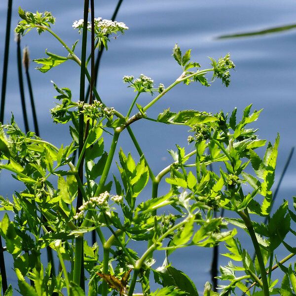 Sium latifolium Cvet