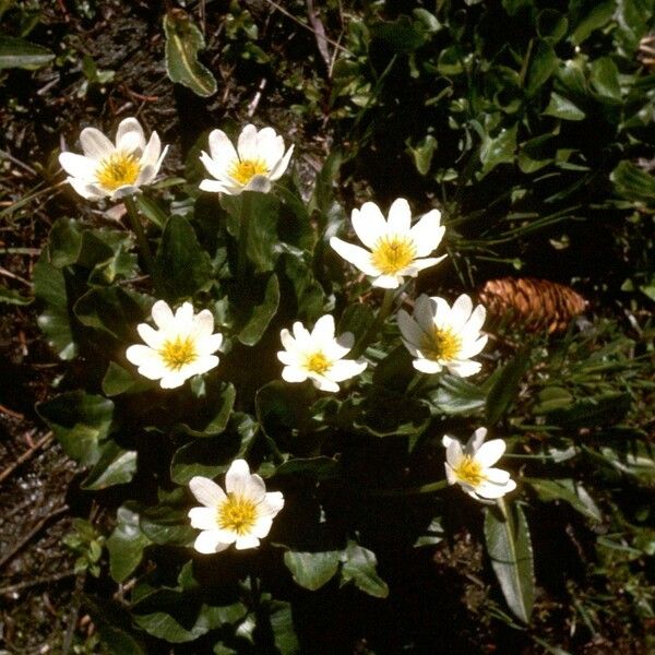 Caltha leptosepala عادت