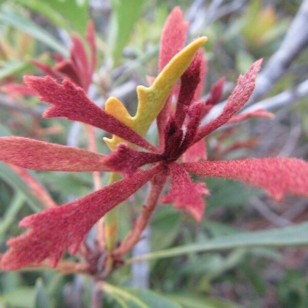 Pittosporum kaalense ᱵᱟᱦᱟ