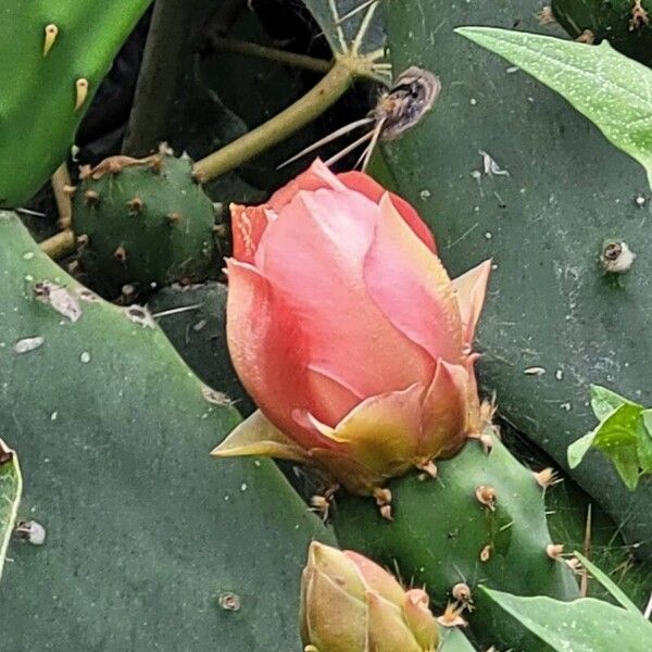 Opuntia ficus-indica Floare