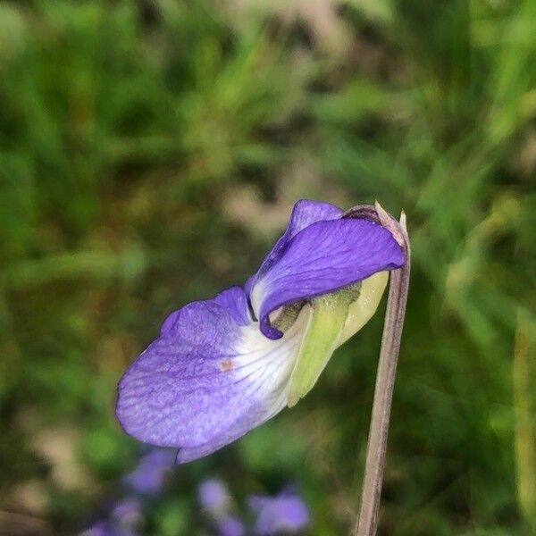 Viola canina Flower