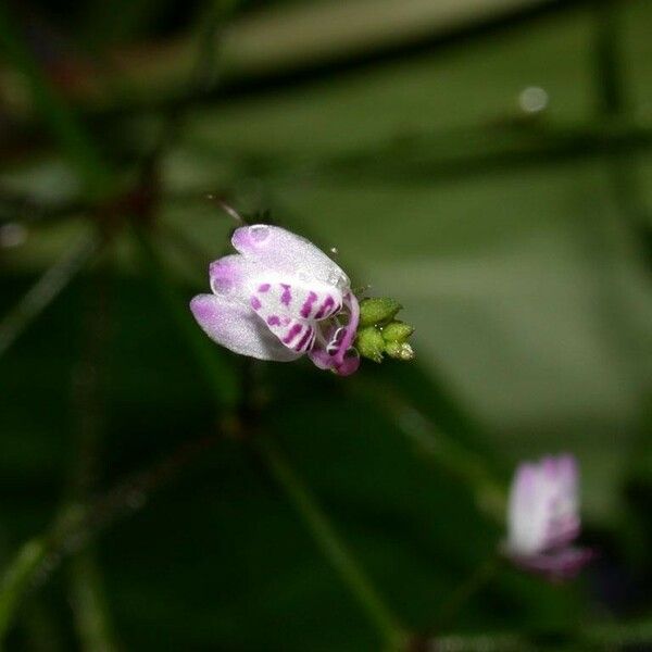 Dianthera comata 花