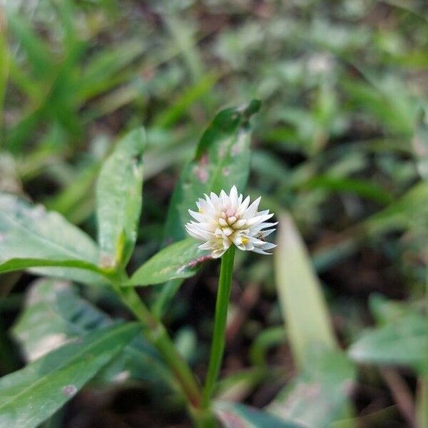 Alternanthera philoxeroides Blüte