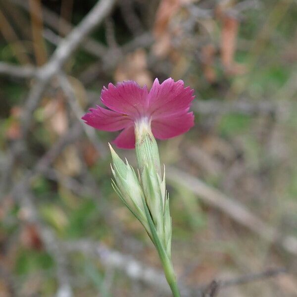 Dianthus scaber Flower