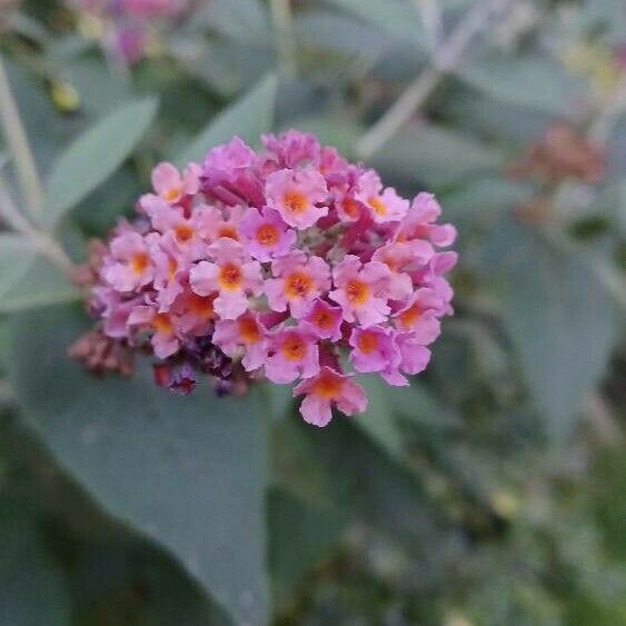 Buddleja davidii Bloem