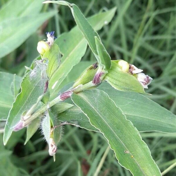 Commelina erecta Leht