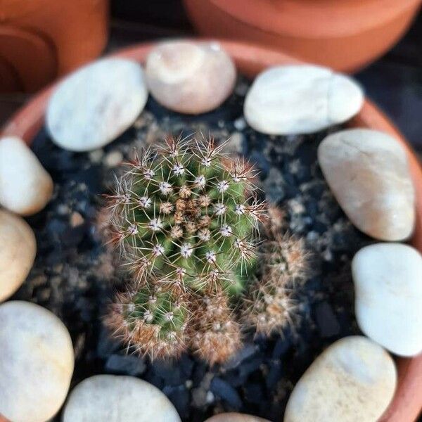 Echinocereus coccineus Habitus