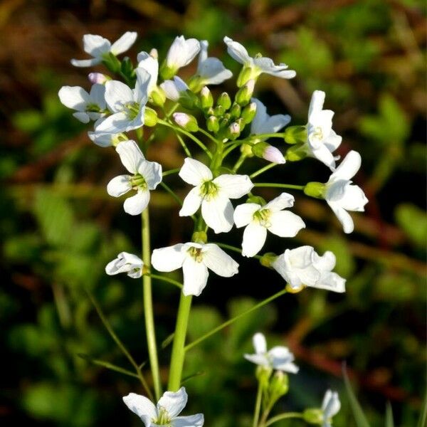 Cardamine amara 花