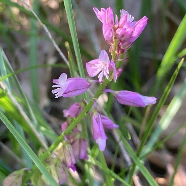 Polygala comosa Květ