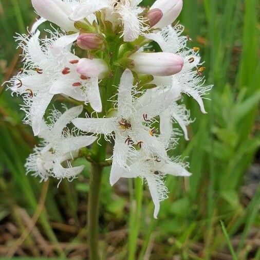 Menyanthes trifoliata Flower