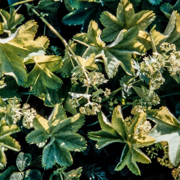 Alchemilla subcrenata Leaf