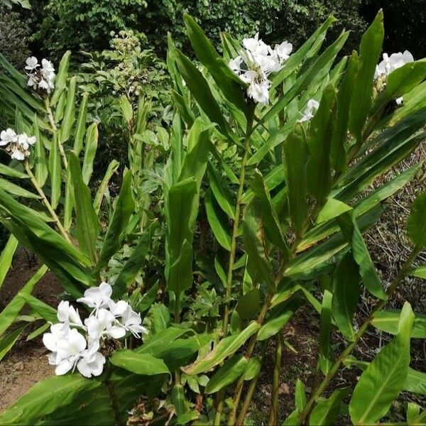 Hedychium coronarium Лист