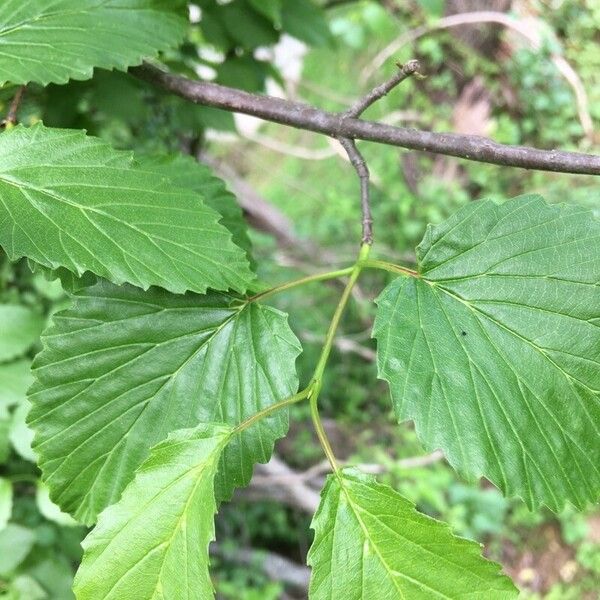 Viburnum dentatum Leaf