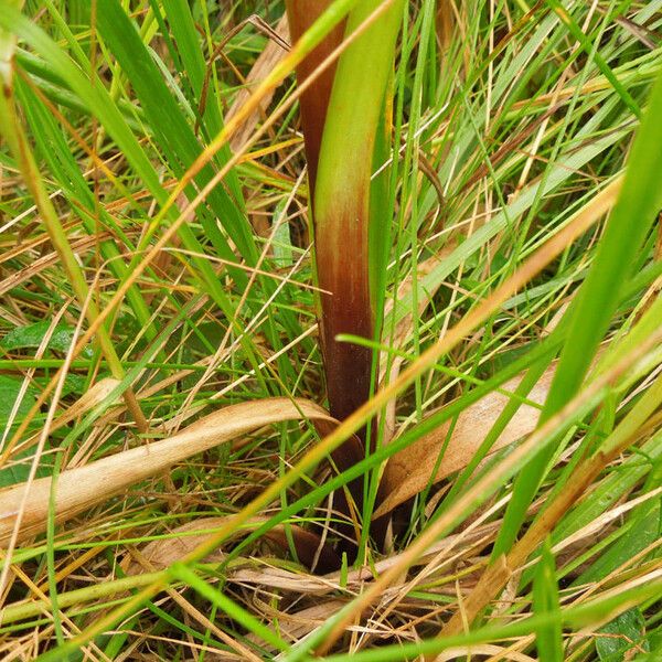 Scirpus expansus Kaarna