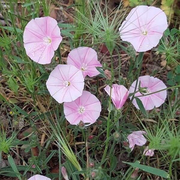 Convolvulus cantabrica Kwiat