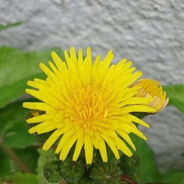 Sonchus oleraceus Flower