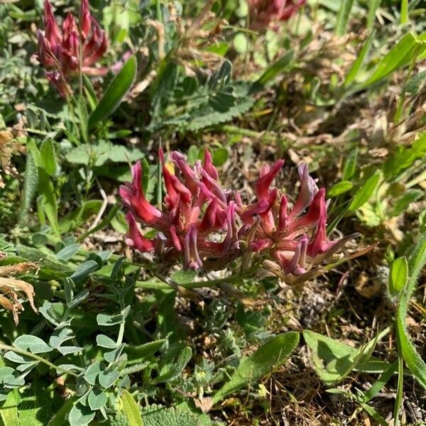 Astragalus incanus 花