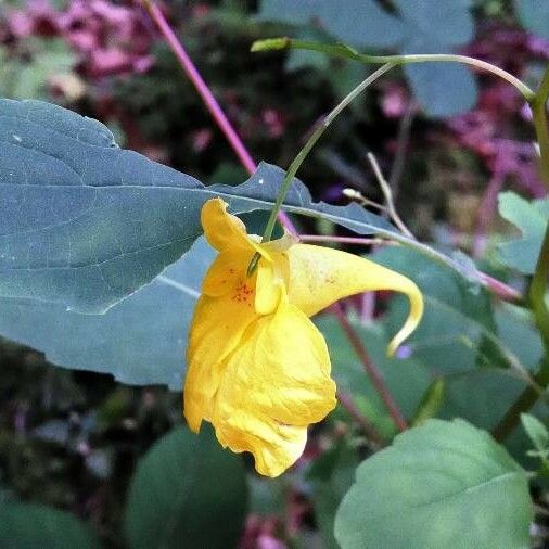 Impatiens noli-tangere Kwiat