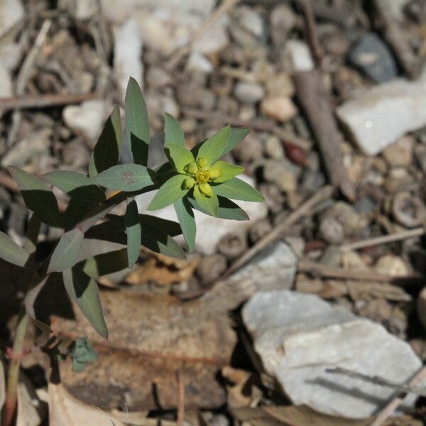 Euphorbia taurinensis Flower
