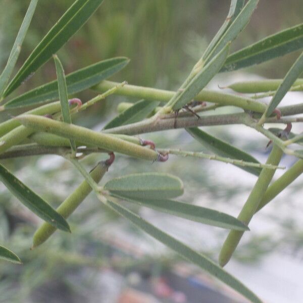 Indigofera lespedezioides Frukt