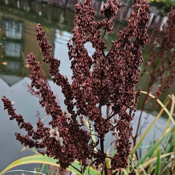 Rumex hydrolapathum Plod