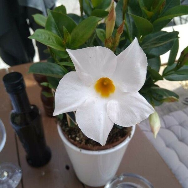 Mandevilla laxa Flower