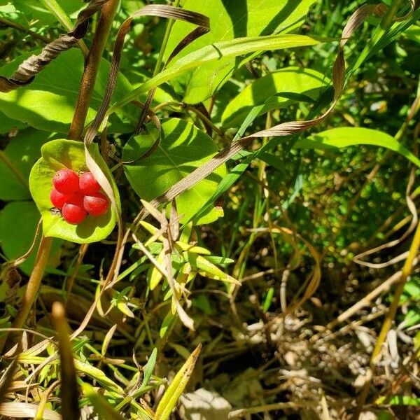 Lonicera dioica Meyve