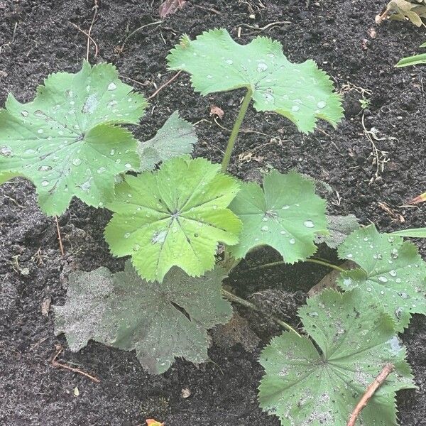 Alchemilla mollis Blatt