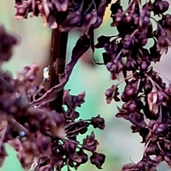 Rumex aquaticus Fruit